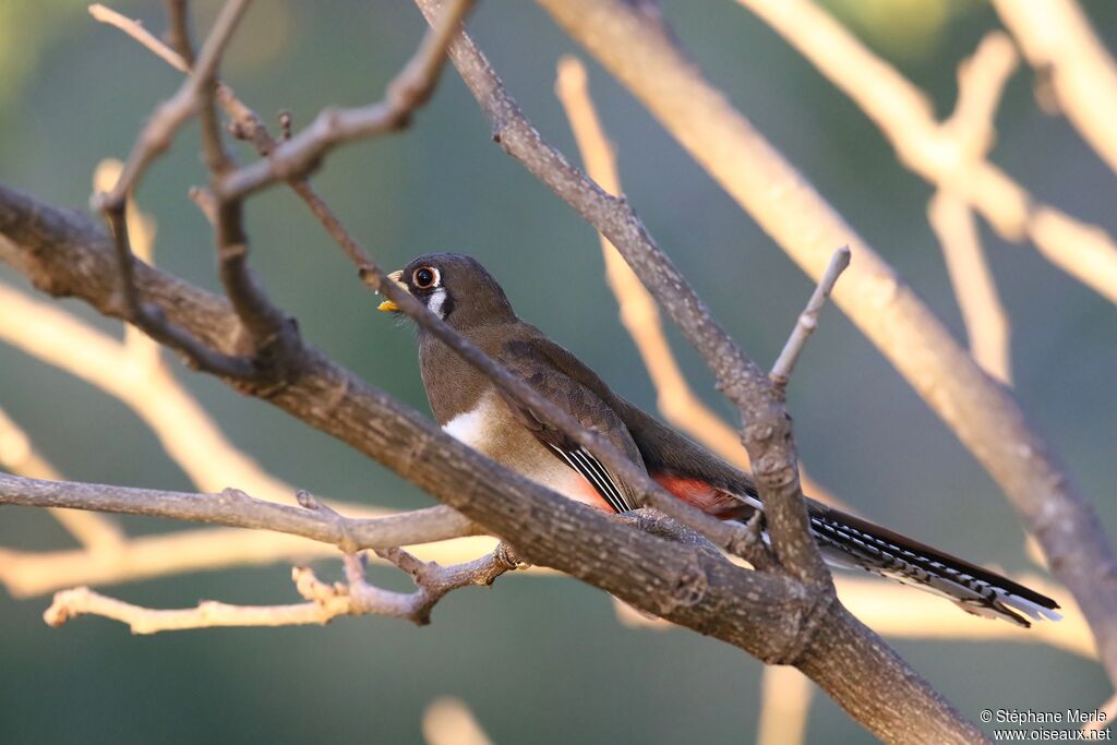 Trogon élégant femelle adulte