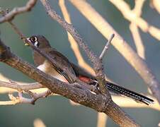 Elegant Trogon