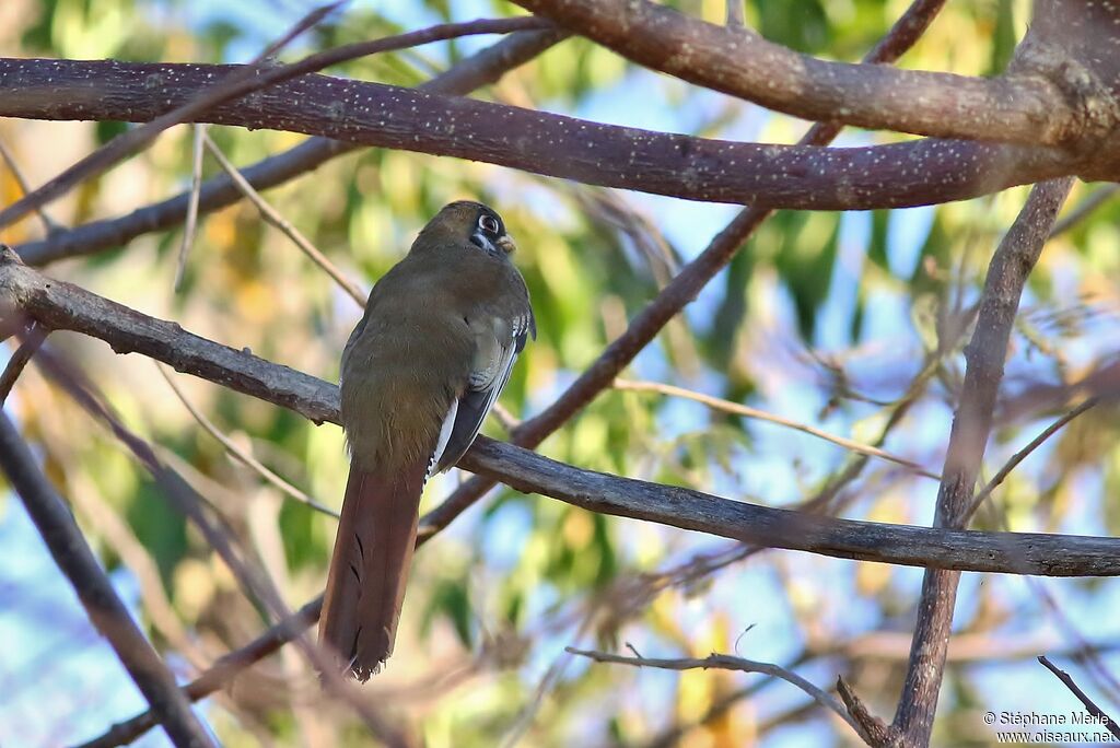 Trogon élégant femelle adulte