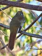 Elegant Trogon