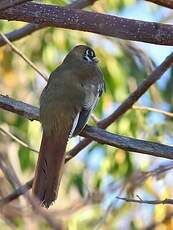 Trogon élégant