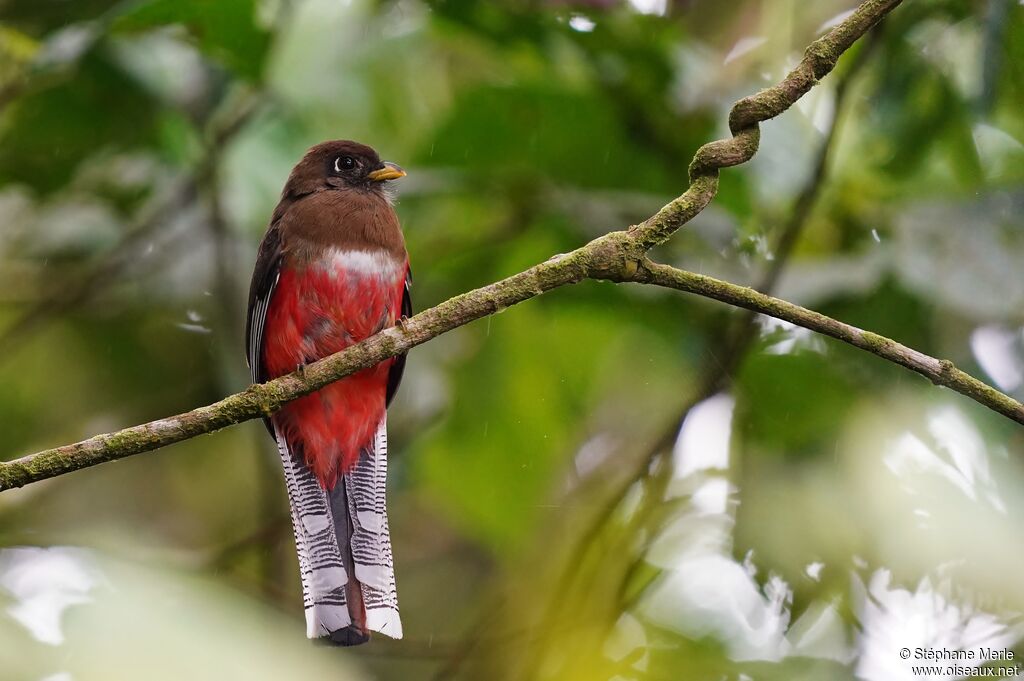 Masked Trogon female adult