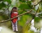 Trogon masqué