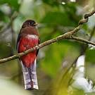 Trogon masqué