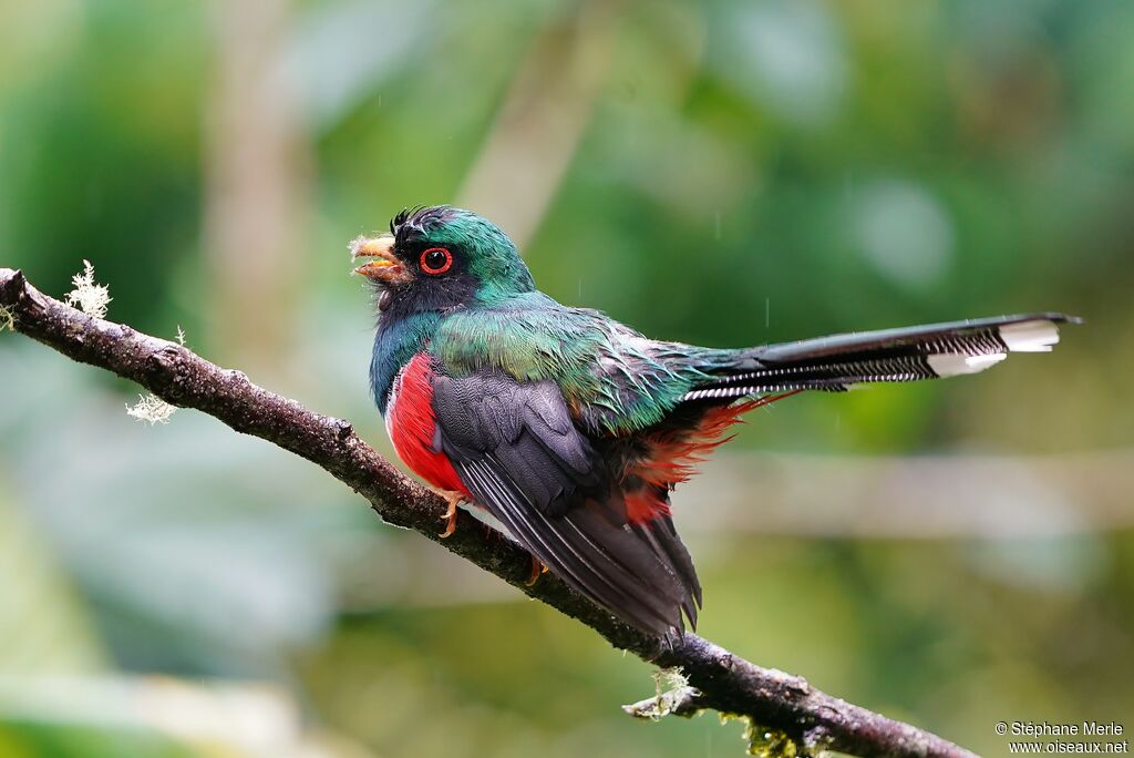 Trogon masqué mâle adulte