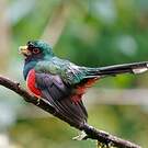 Trogon masqué