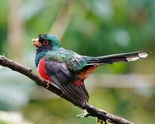 Trogon masqué