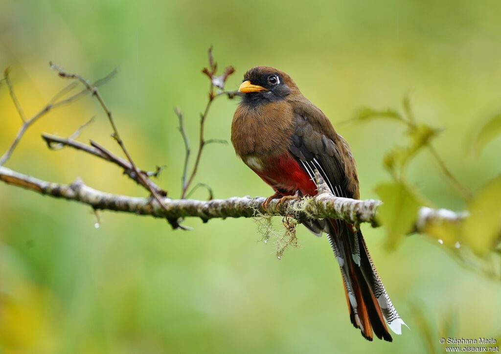 Trogon masqué femelle adulte