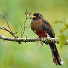 Trogon masqué