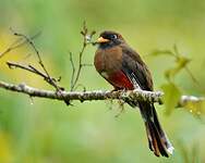 Trogon masqué