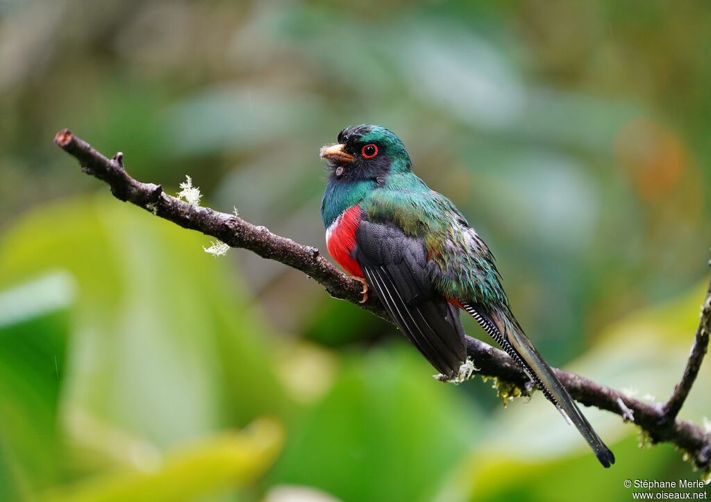 Trogon masqué mâle adulte