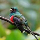 Trogon masqué