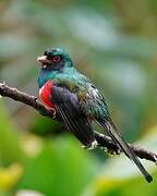 Trogon masqué