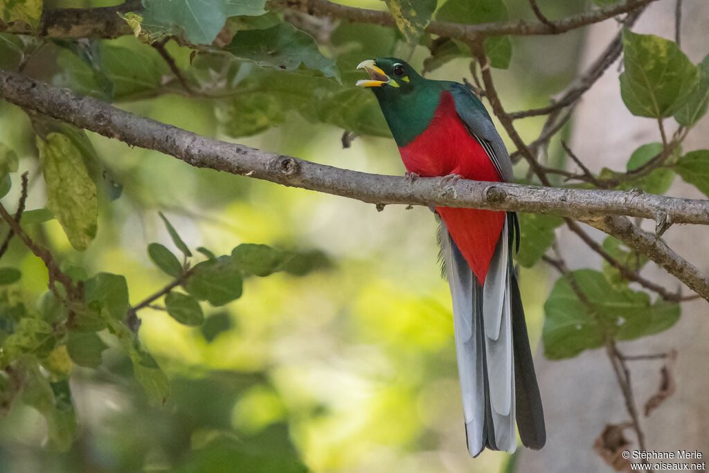 Trogon narina mâle adulte