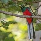 Trogon narina