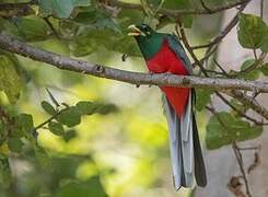 Narina Trogon