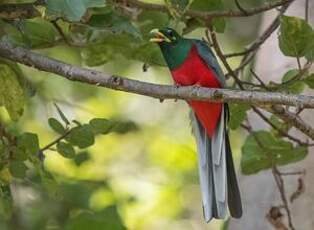 Trogon narina