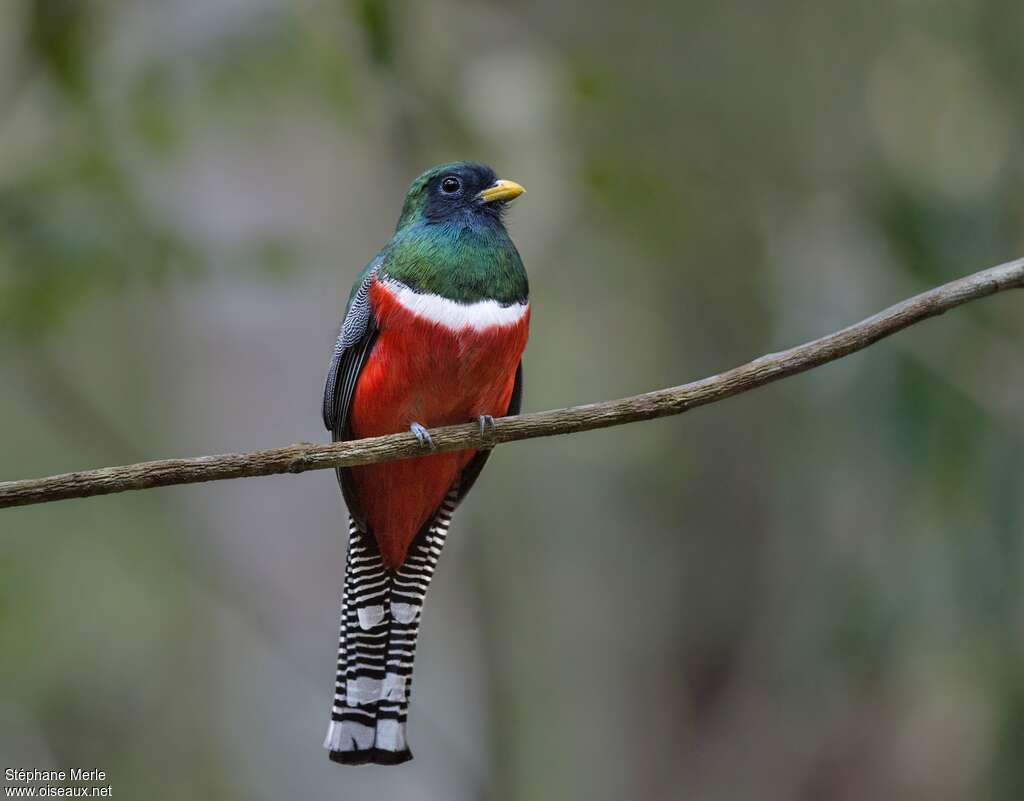 Collared Trogon male adult breeding, identification