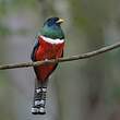 Trogon rosalba