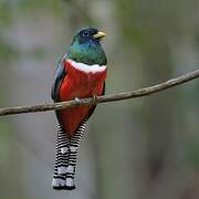 Collared Trogon