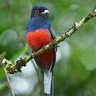 Trogon surucua