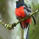 Trogon surucua