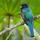 Trogon surucua
