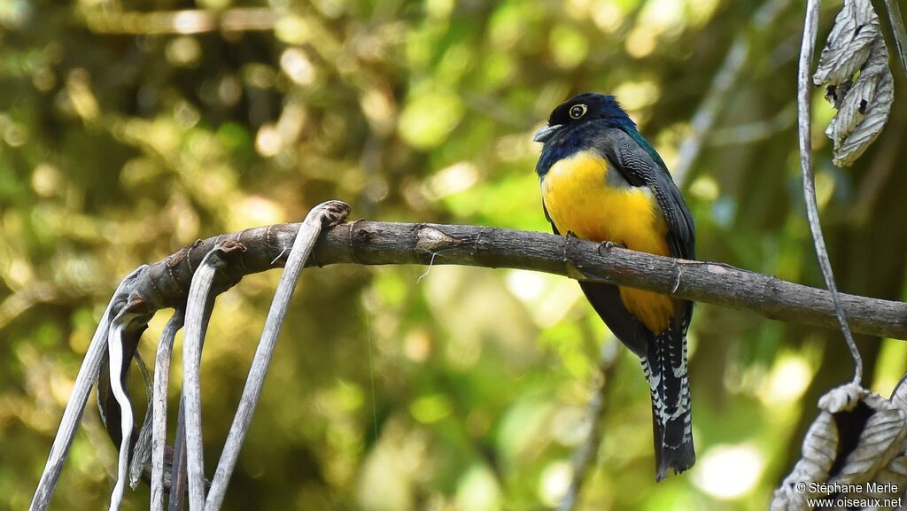 Trogon violacé mâle adulte