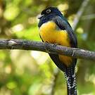 Trogon violacé