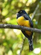 Guianan Trogon