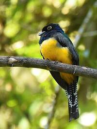 Trogon violacé