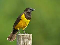Yellow-rumped Marshbird