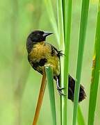Yellow-rumped Marshbird