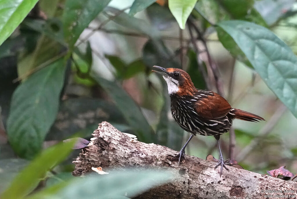 Turdinule de Palawan