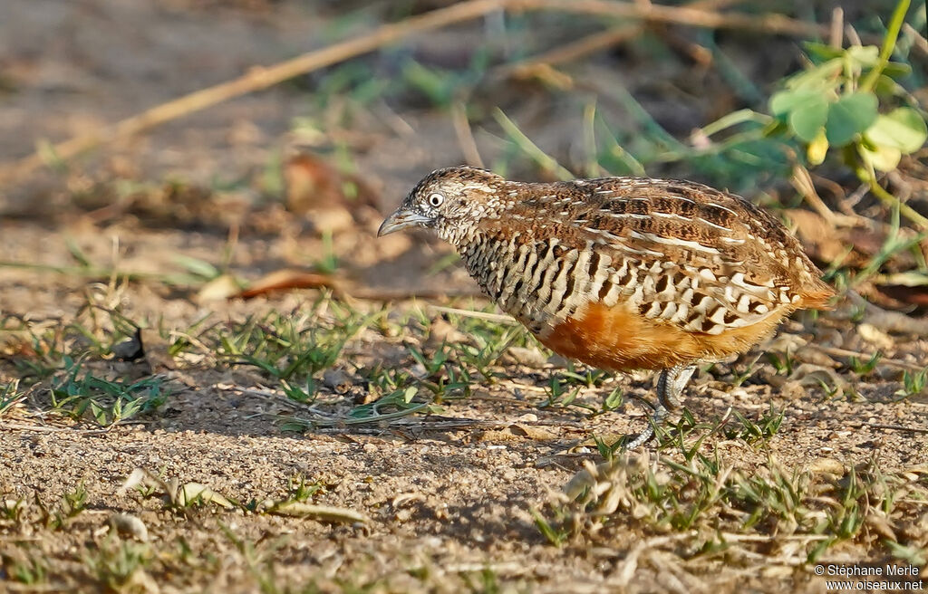 Barred Buttonquailadult