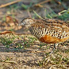 Turnix combattant