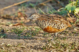 Barred Buttonquail