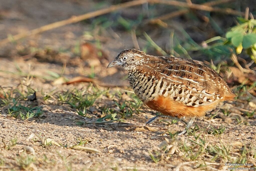 Barred Buttonquail