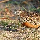 Turnix combattant