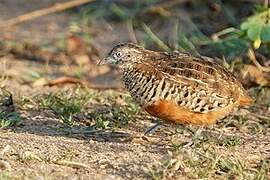 Barred Buttonquail