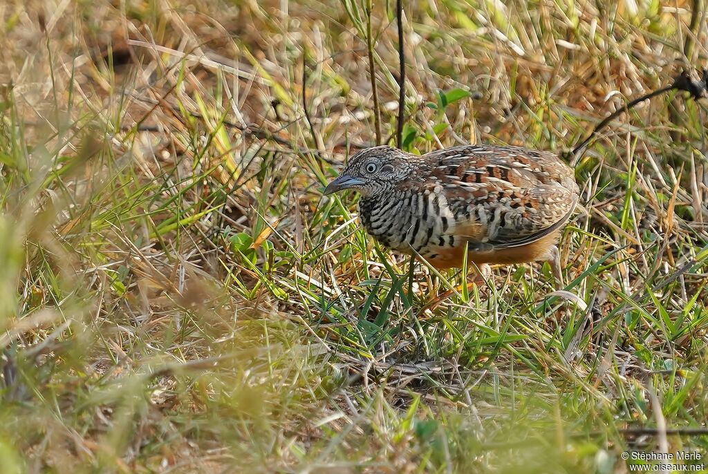 Barred Buttonquailadult