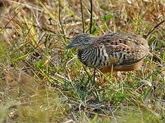 Barred Buttonquail