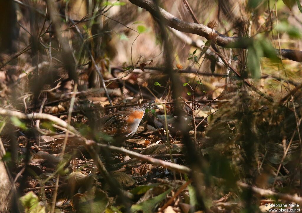 Madagascar Buttonquailadult