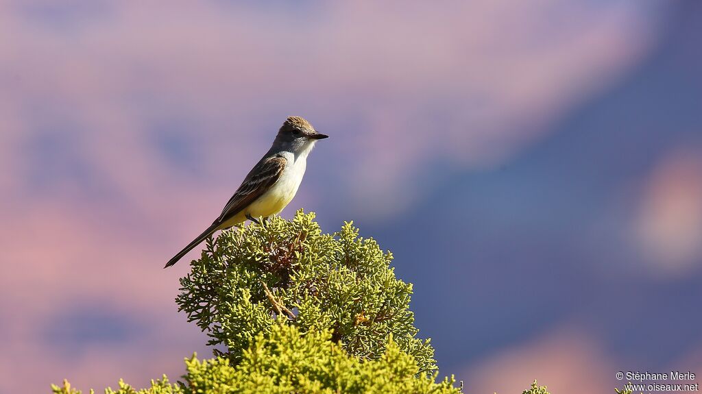 Ash-throated Flycatcher