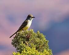 Ash-throated Flycatcher