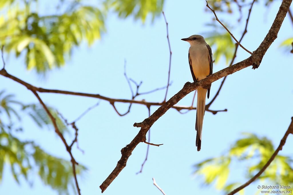 Scissor-tailed Flycatcheradult