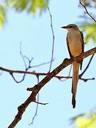 Scissor-tailed Flycatcher