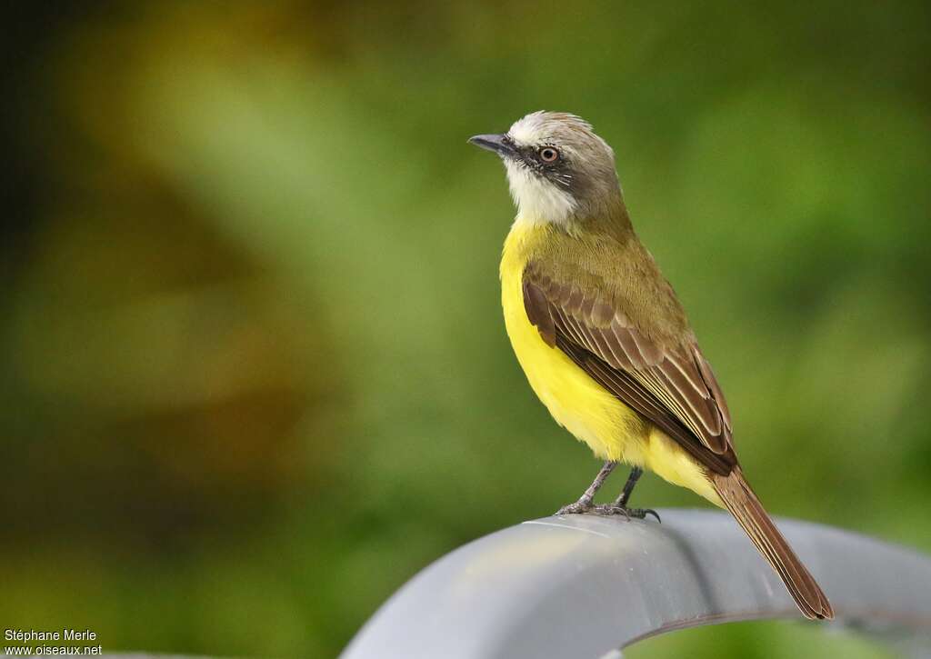 Grey-capped Flycatcheradult, identification