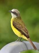 Grey-capped Flycatcher