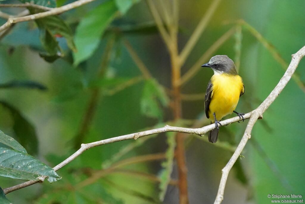 Grey-capped Flycatcher